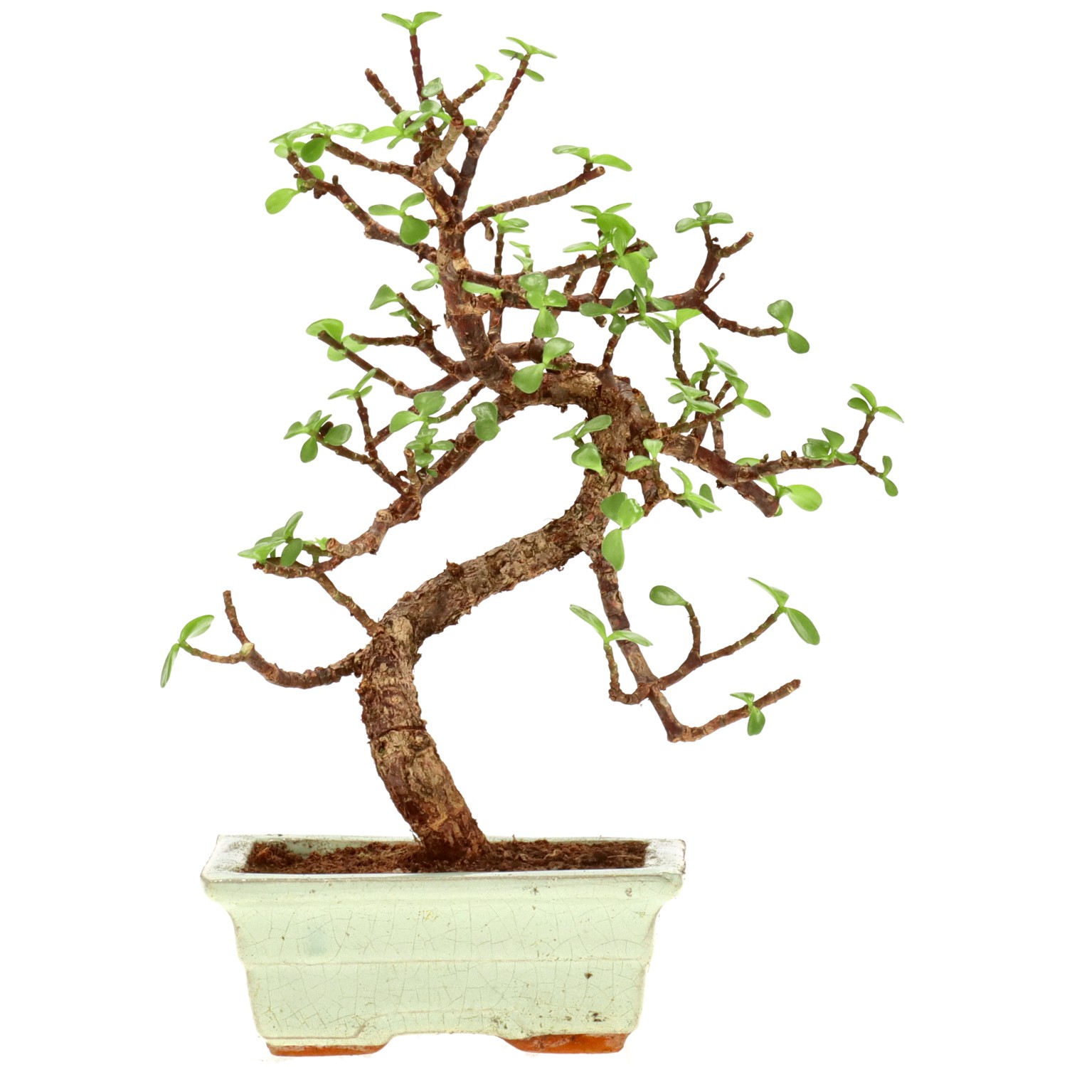 Jadebaum, ca. 7 J. (27 cm)