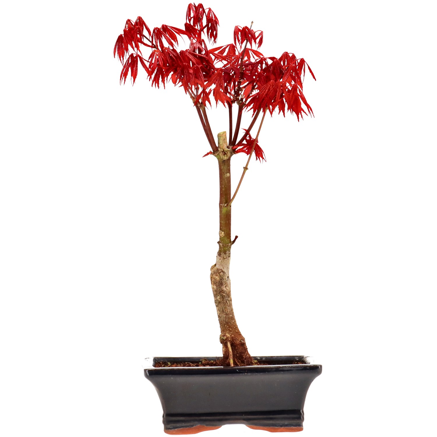 Jap. Fächerahorn (Atropurpureum), veredelt, ca. 7 J. (30 cm)