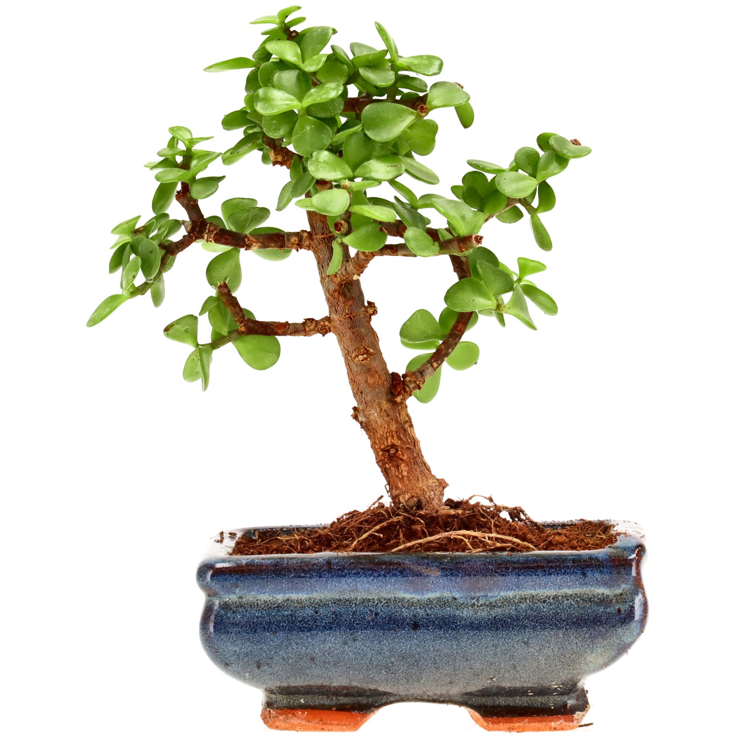 Jadebaum, ca. 7 J. (17 cm)