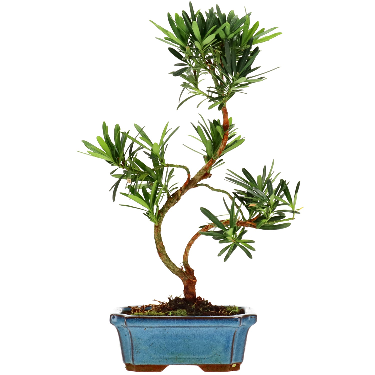 Chin. Steineibe, ca. 7 J. (31 cm)