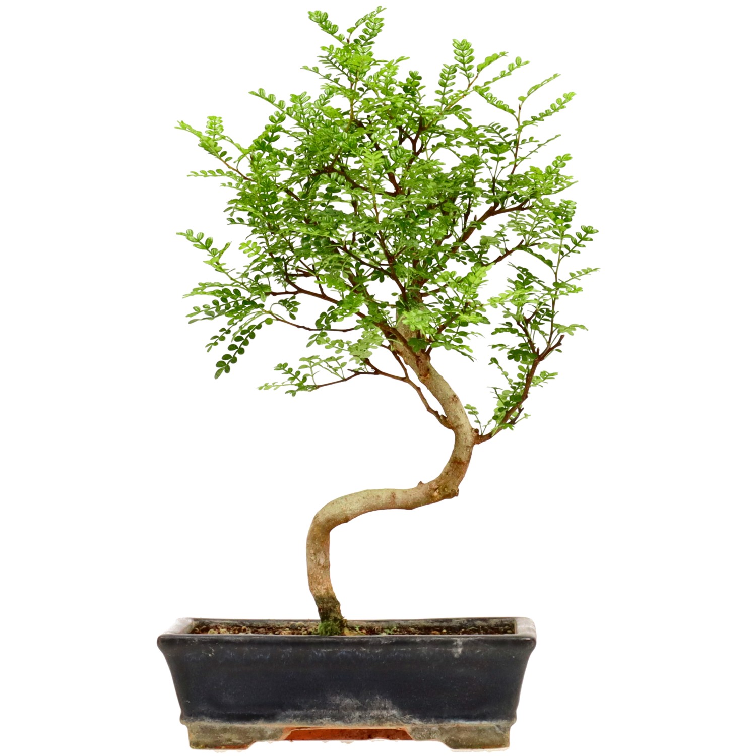Pimienta de Sichuán, aprox. 10 años (41 cm)