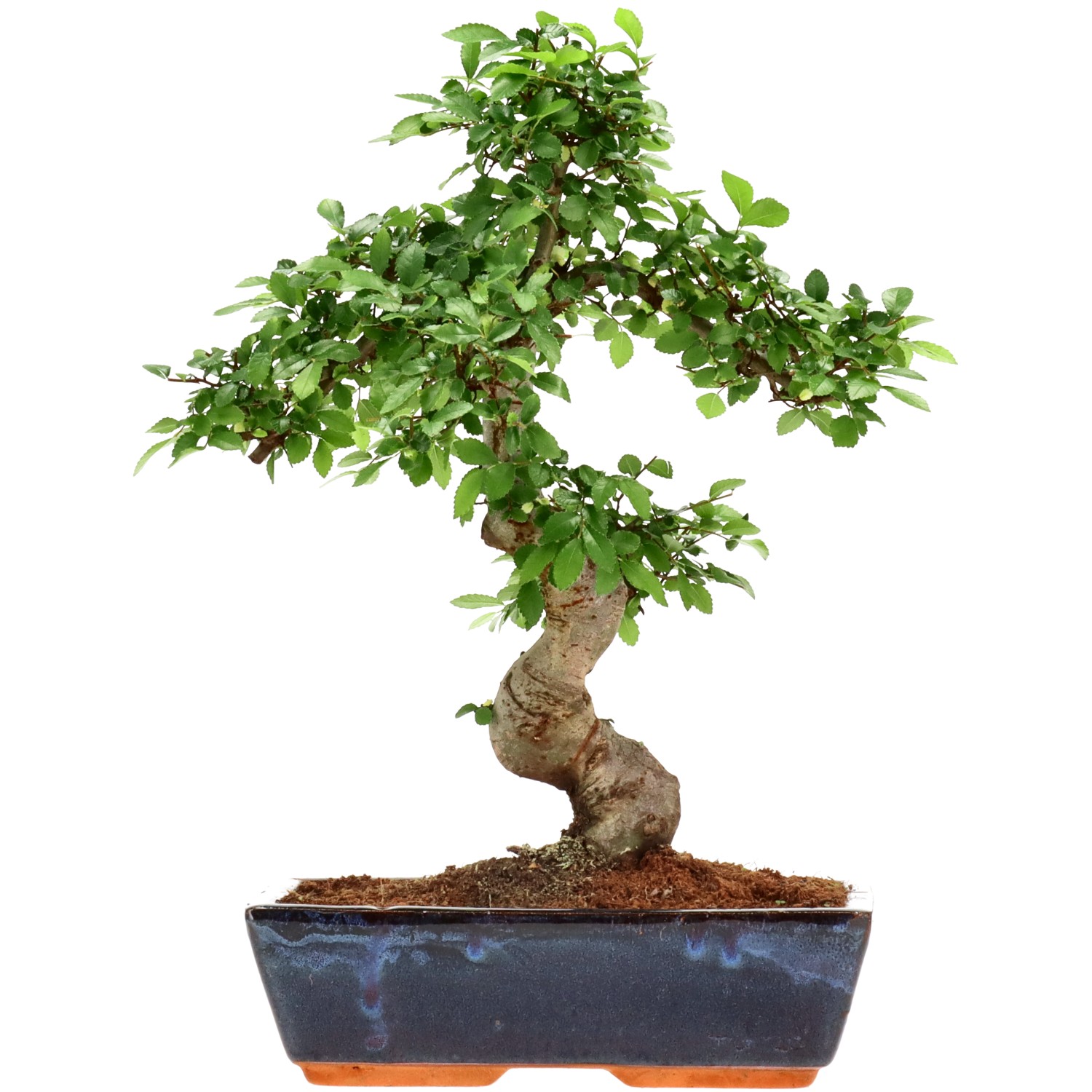 Chin. Ulme, ca. 14 J. (39 cm)