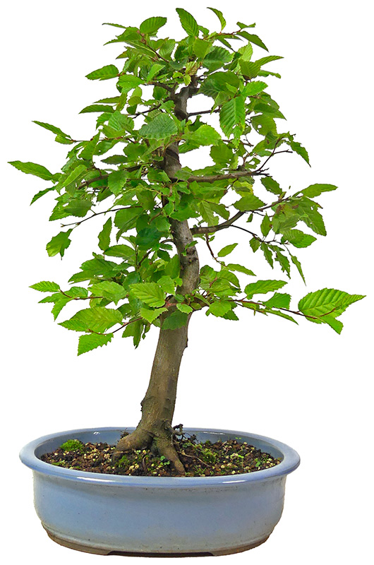 [L023] Common hornbeam, approx. 14 years