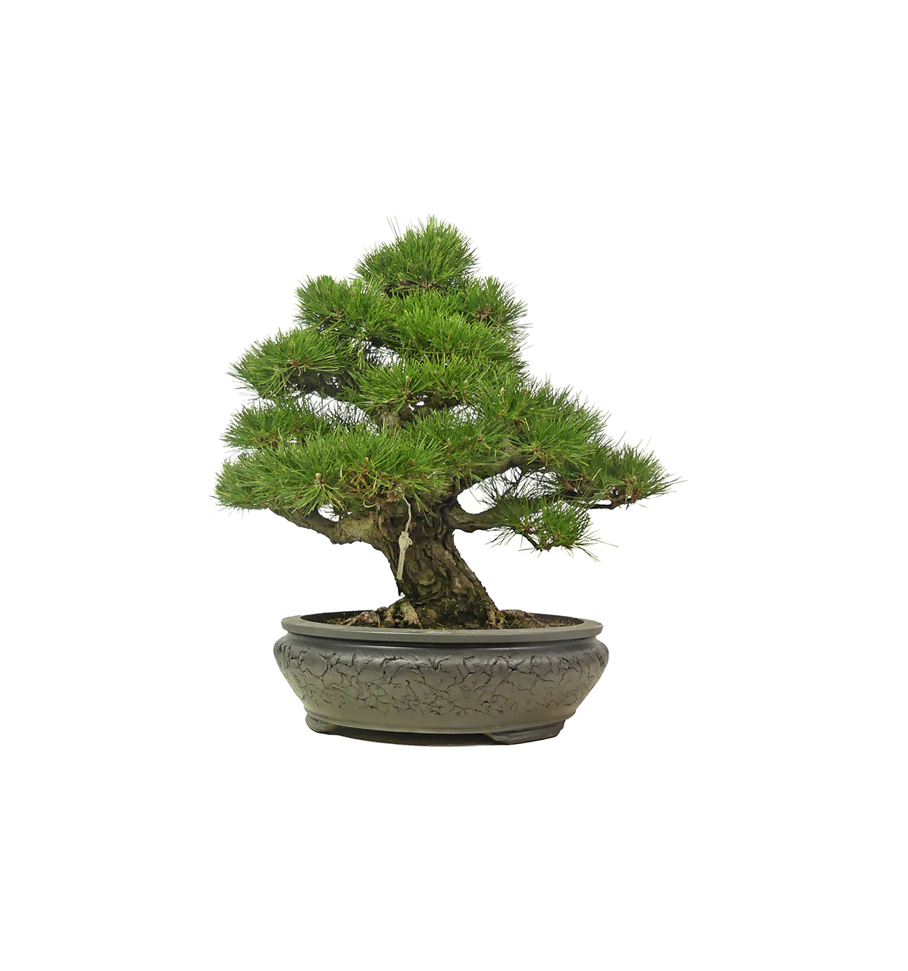 bonsai.fallbackImageTitle bonsai.fallbackImageTitle