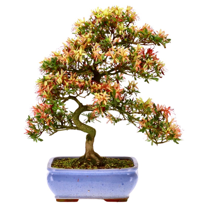 bonsai.fallbackImageTitle