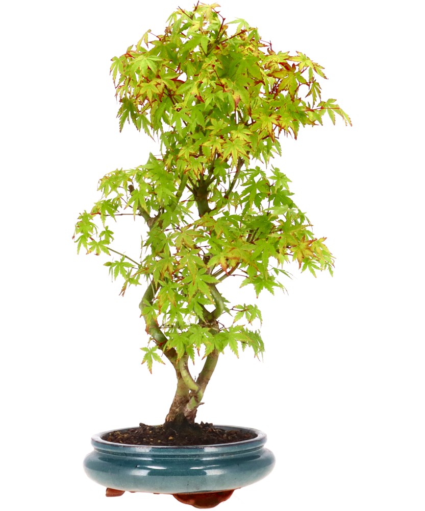 bonsai.fallbackImageTitle bonsai.fallbackImageTitle