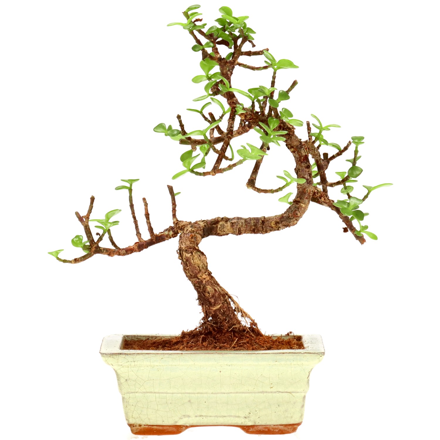 Jadebaum, ca. 7 J. (23 cm)