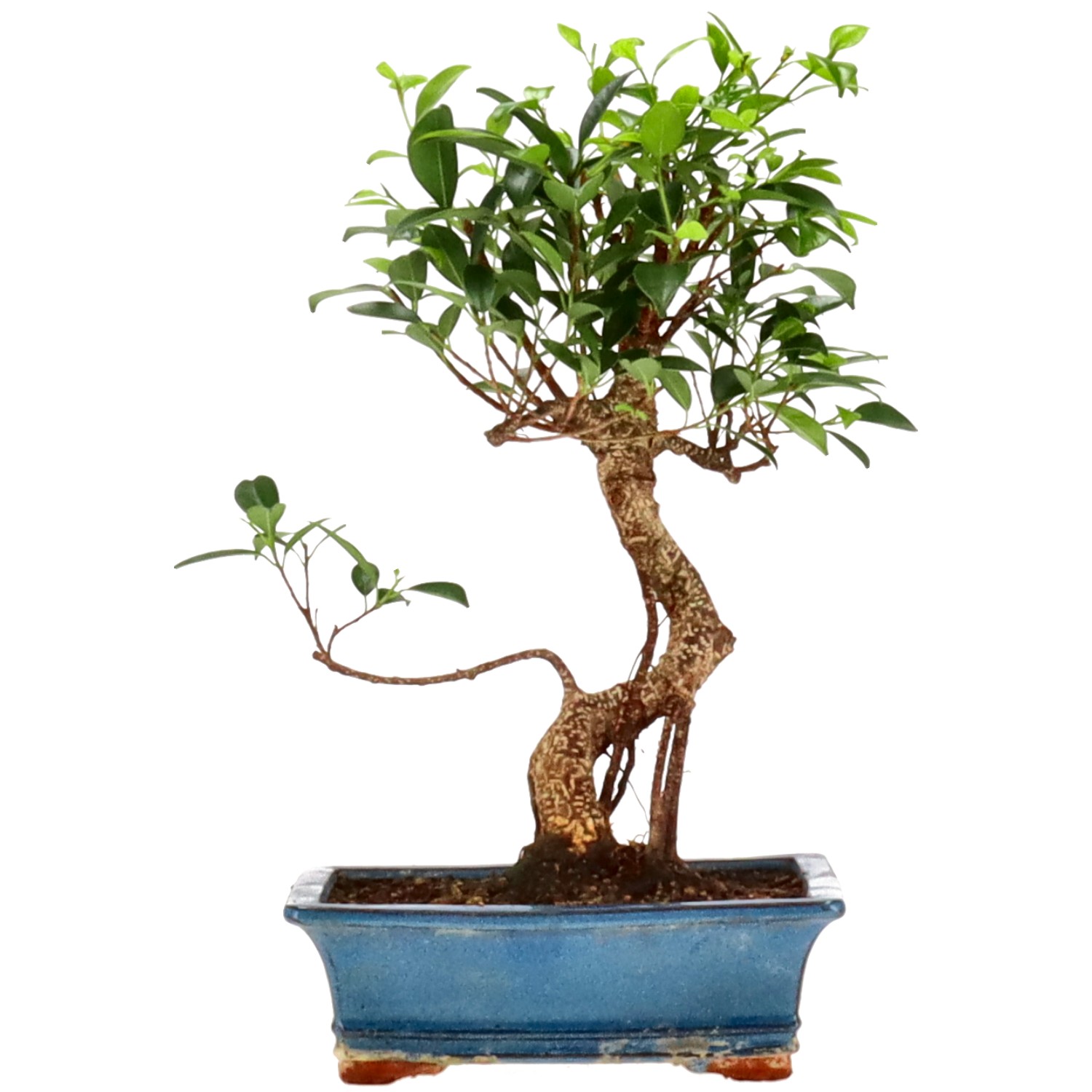 Chin. Feigenbaum (Ret.), ca. 14 J. (41 cm)