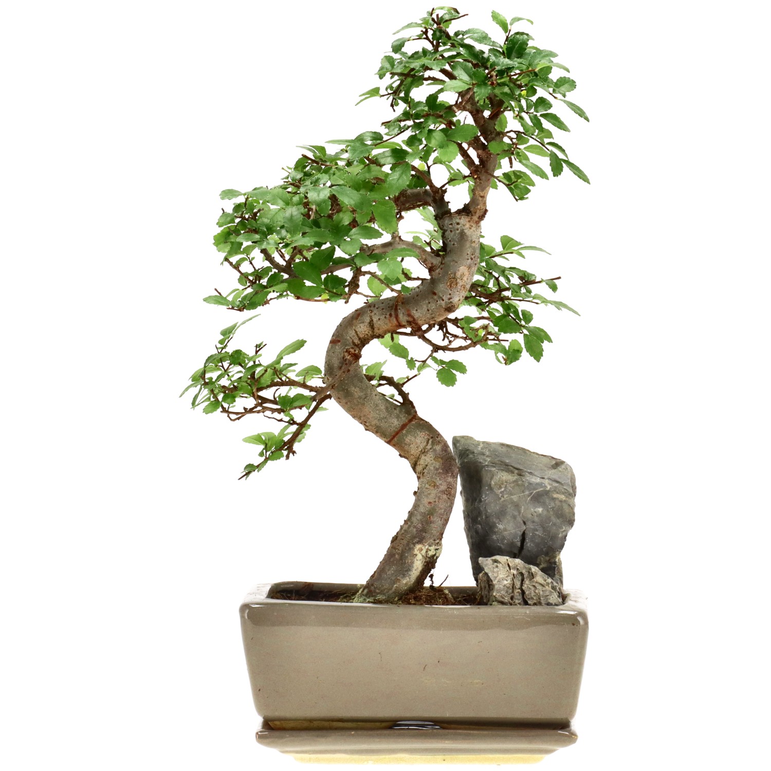 Chin. Ulme, mU., ca. 8 J. (26 cm)