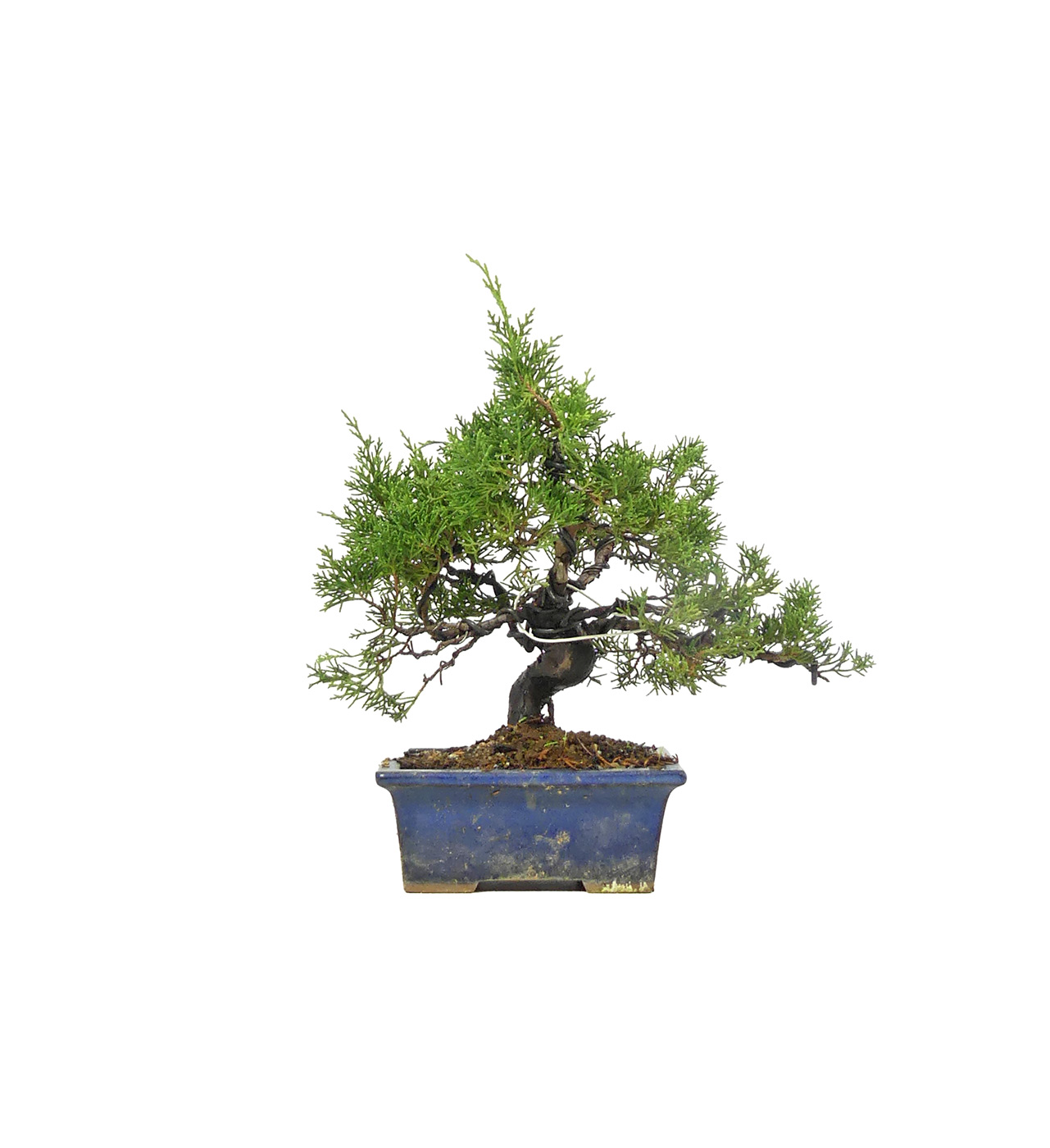 bonsai.fallbackImageTitle bonsai.fallbackImageTitle