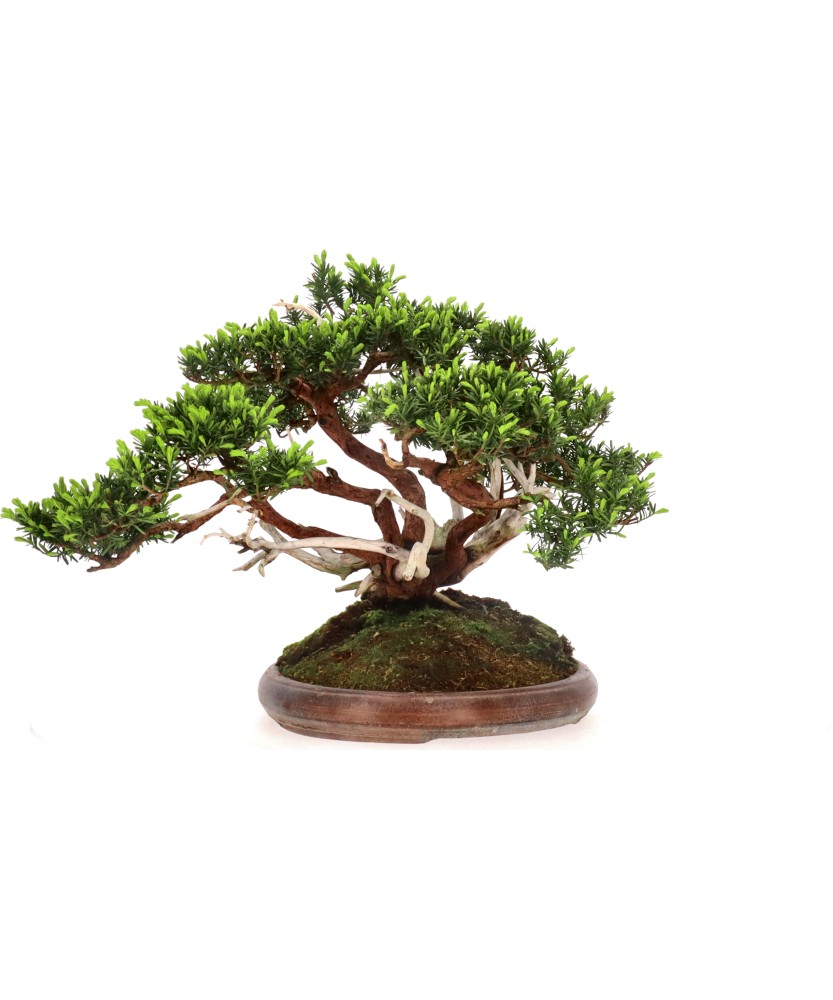 bonsai.fallbackImageTitle bonsai.fallbackImageTitle