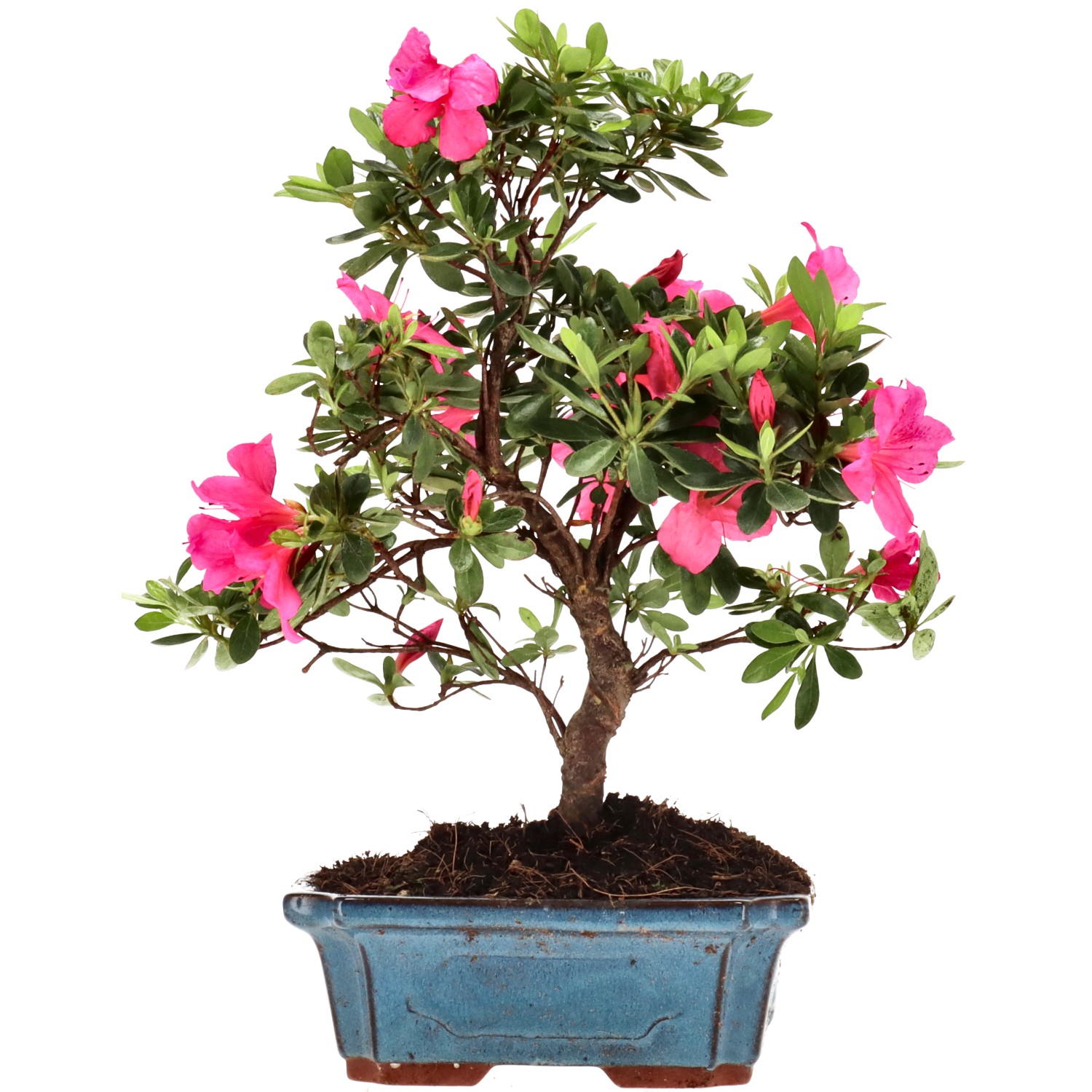 Azalea giapponese (Osakazuki), ca. 10 anni (30 cm)