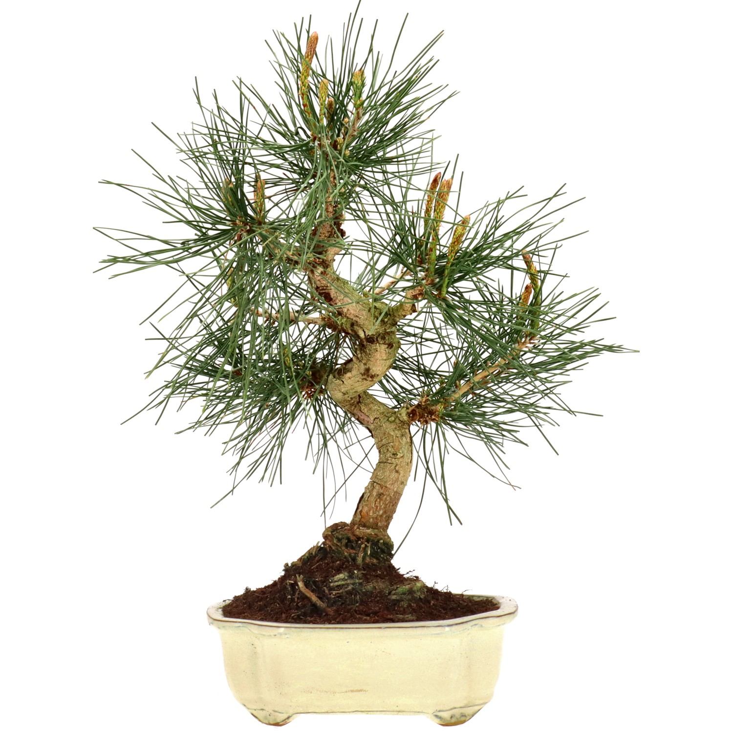 Jap. Schwarzkiefer, ca. 12 J. (38 cm)