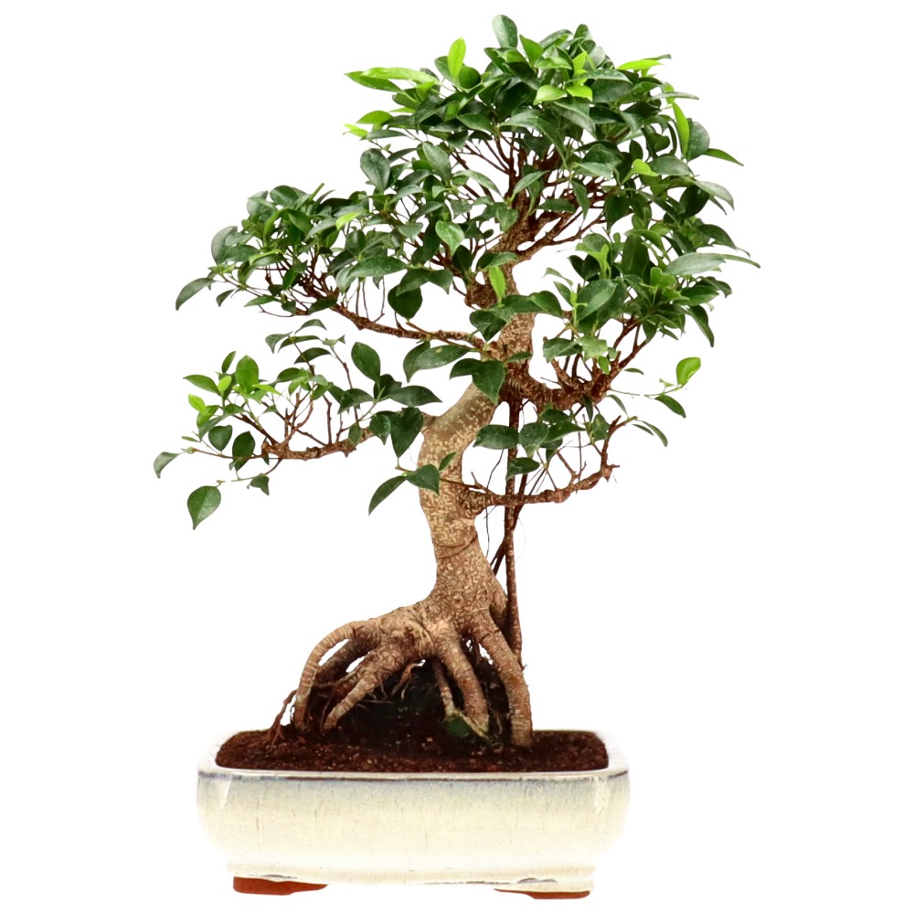 bonsai.fallbackImageTitle
