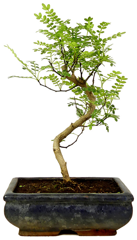 Pfefferbaum, ca. 9 J. (28 cm) Slider Bild