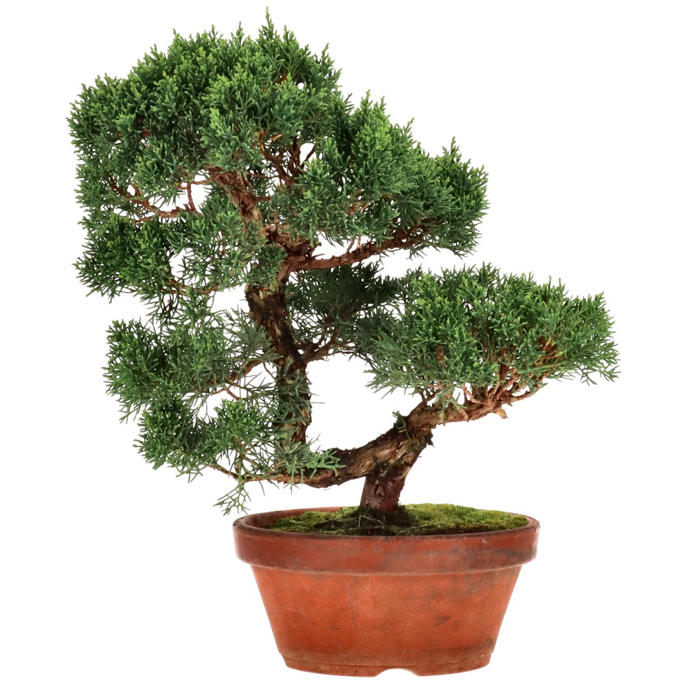 Chinese juniper, approx. 24 y. (33 cm)