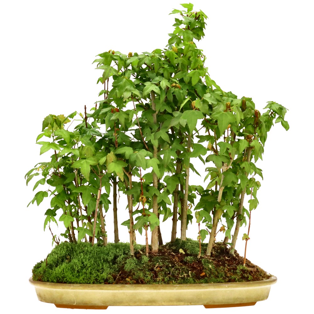 Érable trident, env. 5 ans (37 cm)