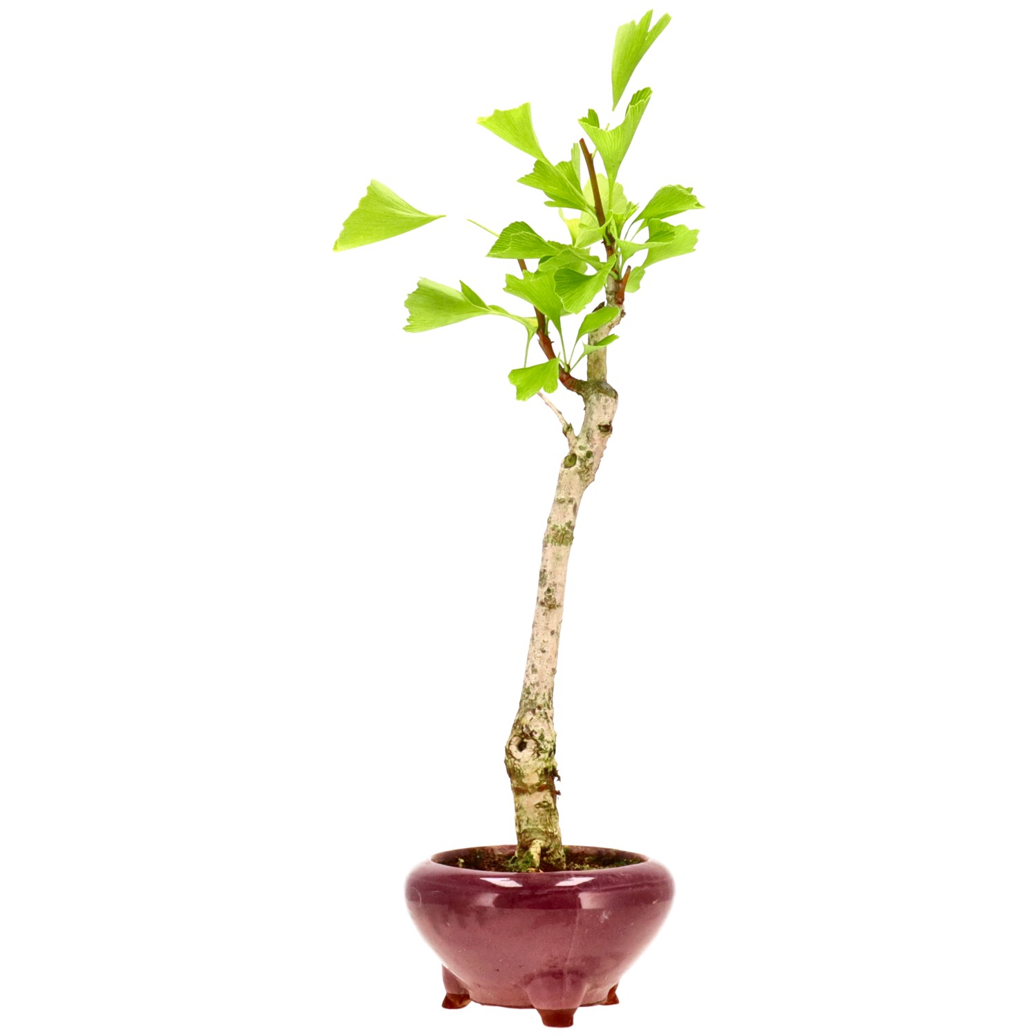Ginkgo, ca. 10 j. (39 cm)