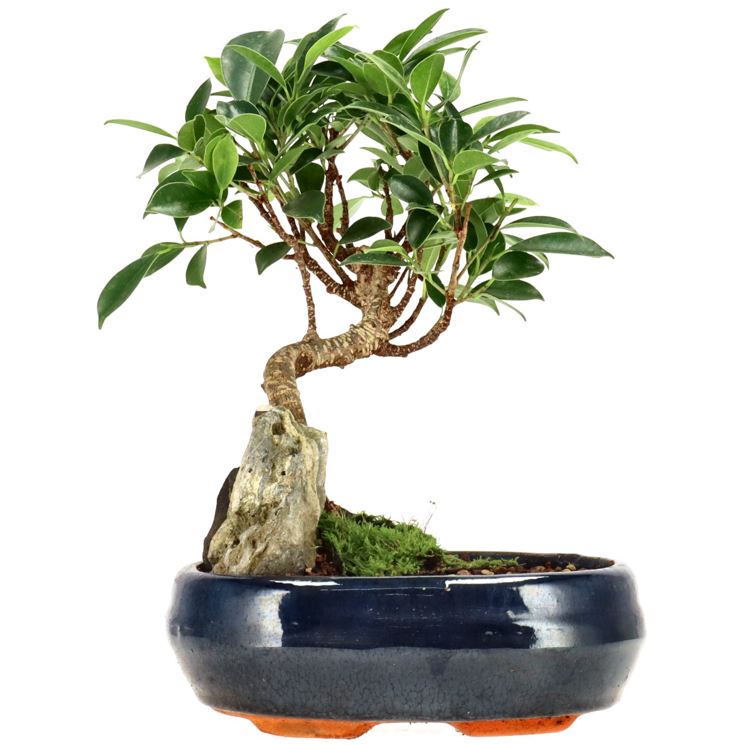 Chin. Feigenbaum (Retusa), ca. 8 J. (23 cm)