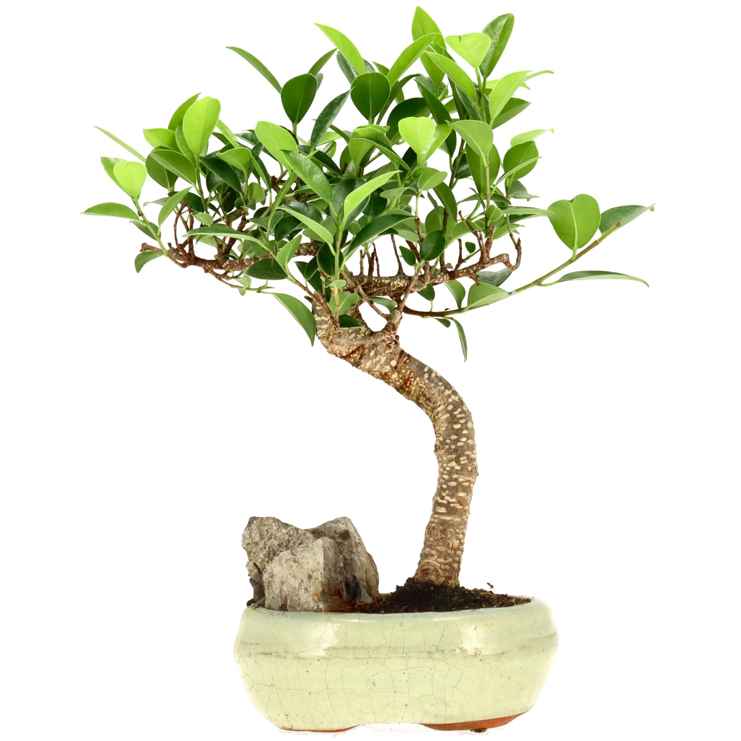 Chin. Feigenbaum (Retusa), ca. 9 J. (28 cm)