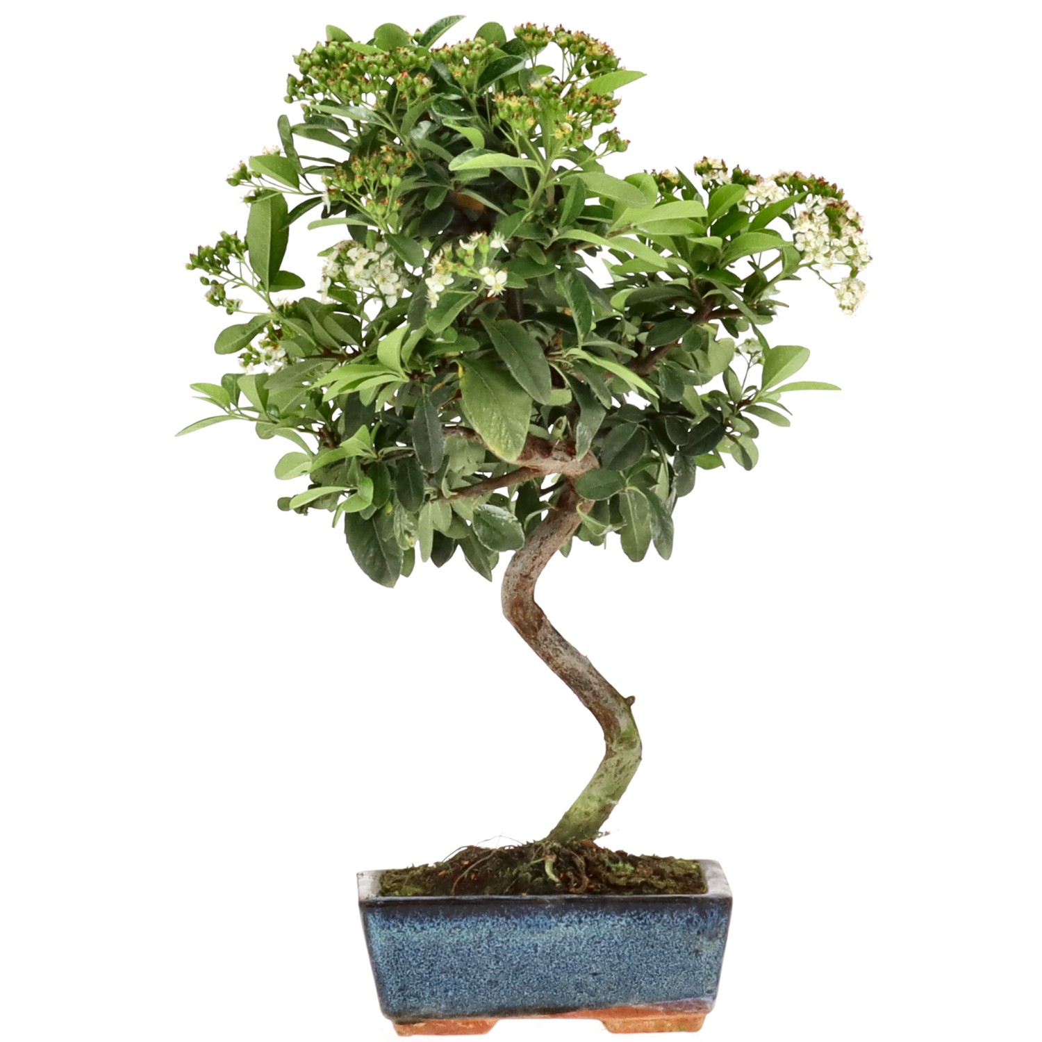 Pyracantha coccinea, env. 7 ans (33 cm)