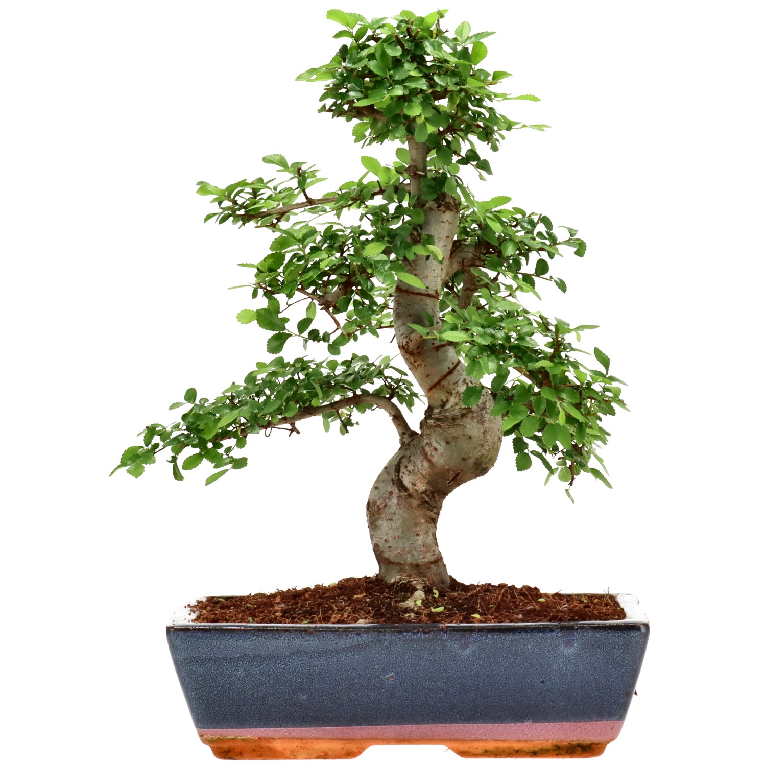 Orme de Chine, env. 14 ans (35 cm)