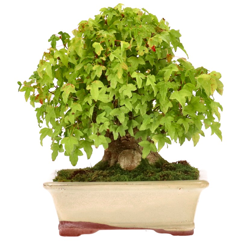 Jap. Fächerahorn, ca. 30 J. (27 cm) Jap. Fächerahorn, ca. 30 J. (27 cm)