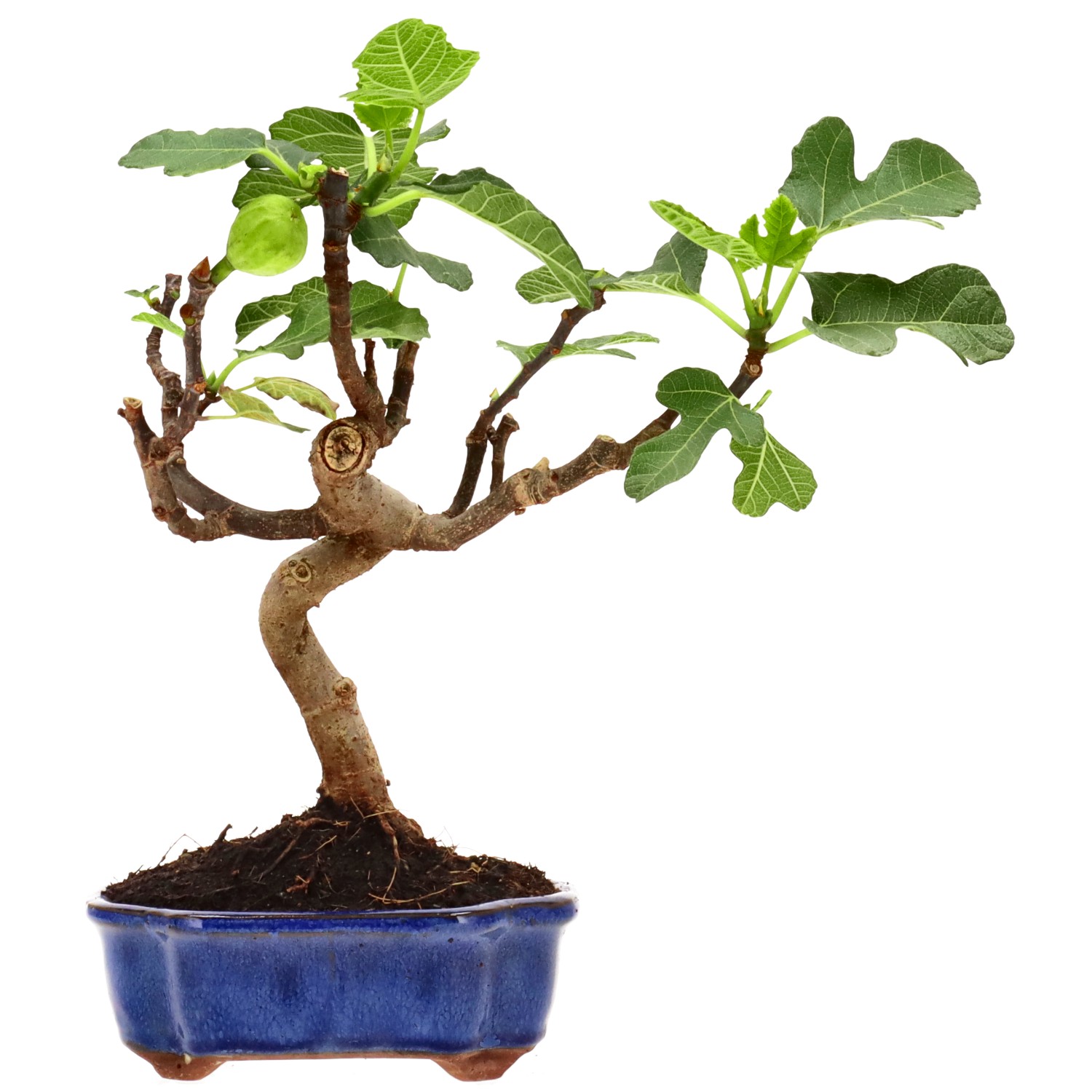 Common fig, approx. 8 y. (28 cm)