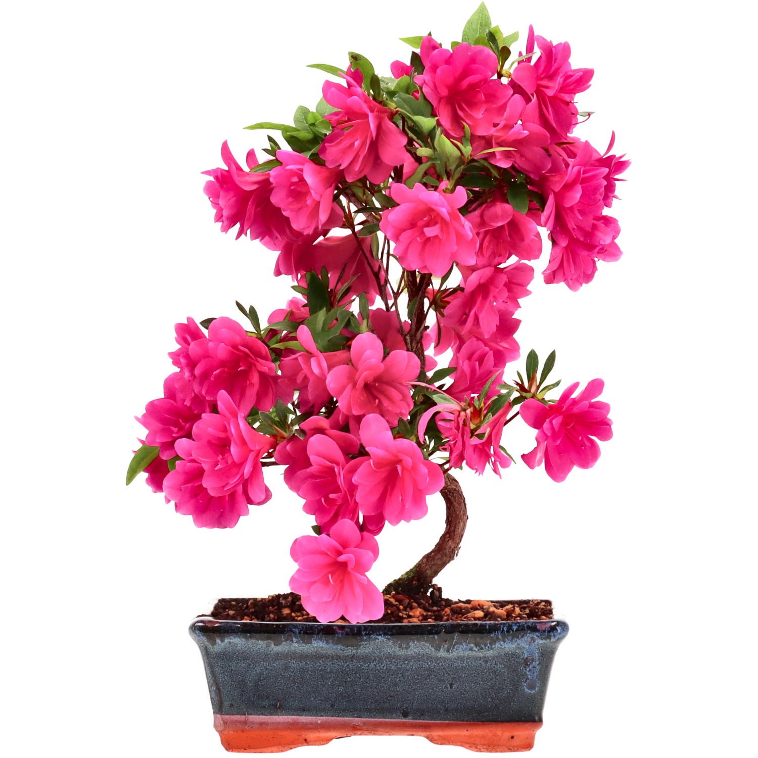 Azalea japónica, aprox. 8 años (28 cm)
