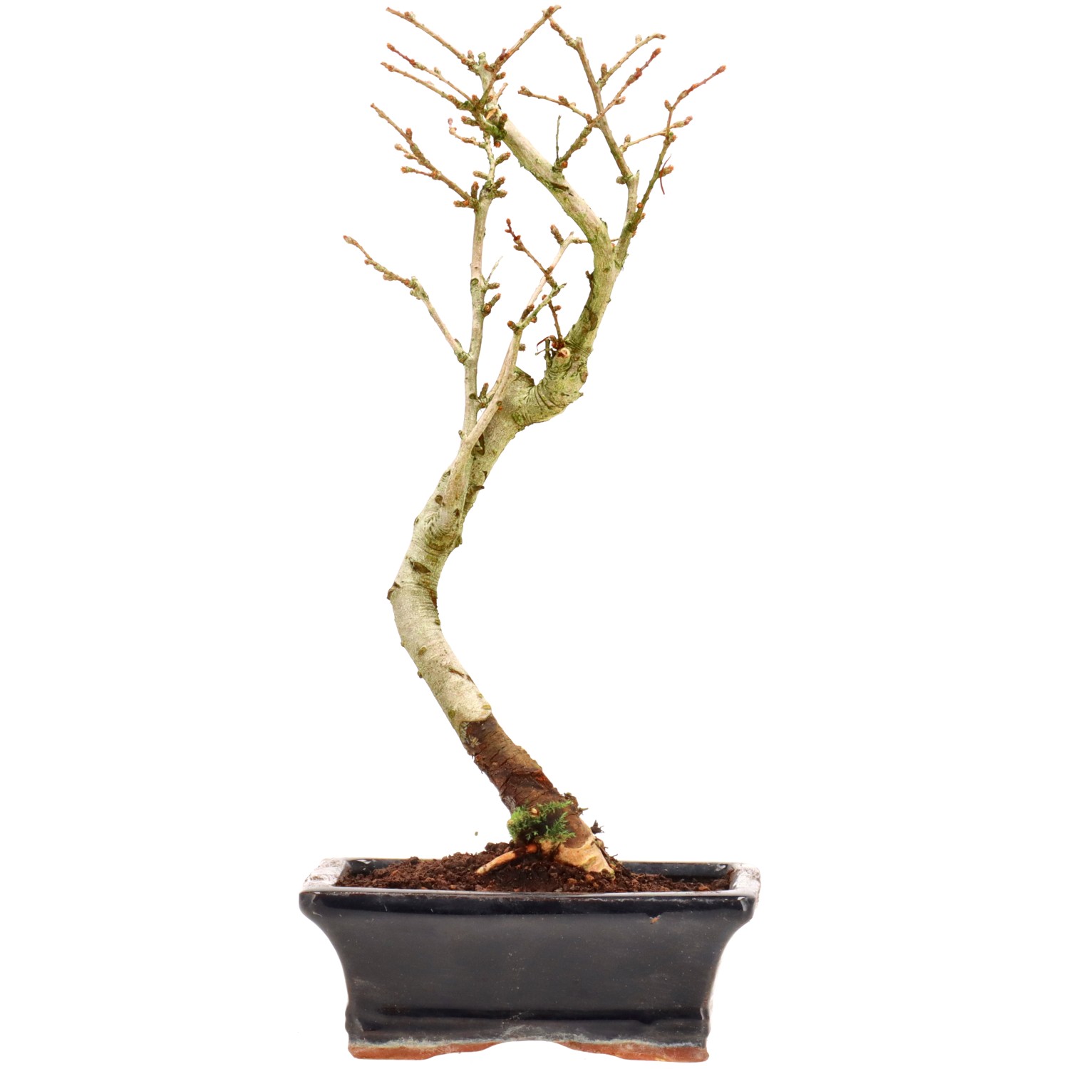 Goldlärche, ca. 7 J. (29 cm)