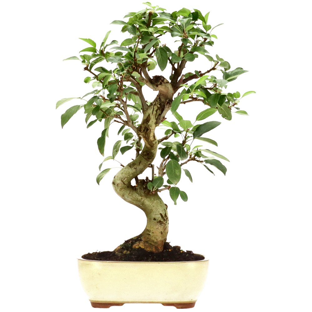 Zierapfel, ca. 18 J. (47 cm)