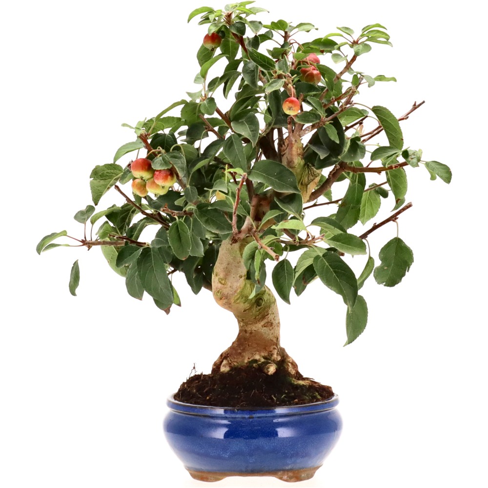 Zierapfel, ca. 17 J. (44 cm)