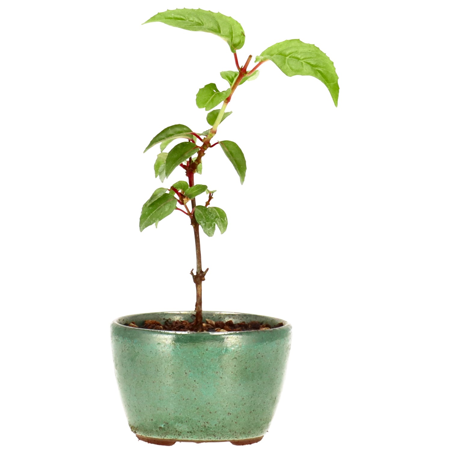 Fuchsie 'Genii', ca. 2 J. (13 cm)