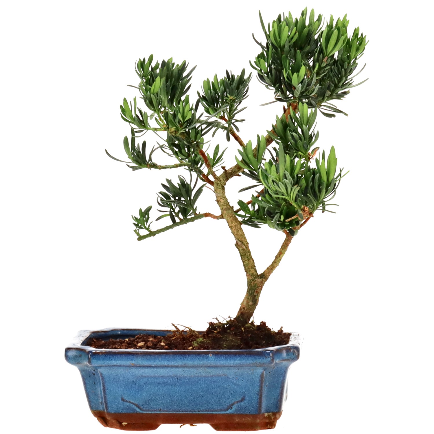 Chin. Steineibe, ca. 9 J. (26 cm)