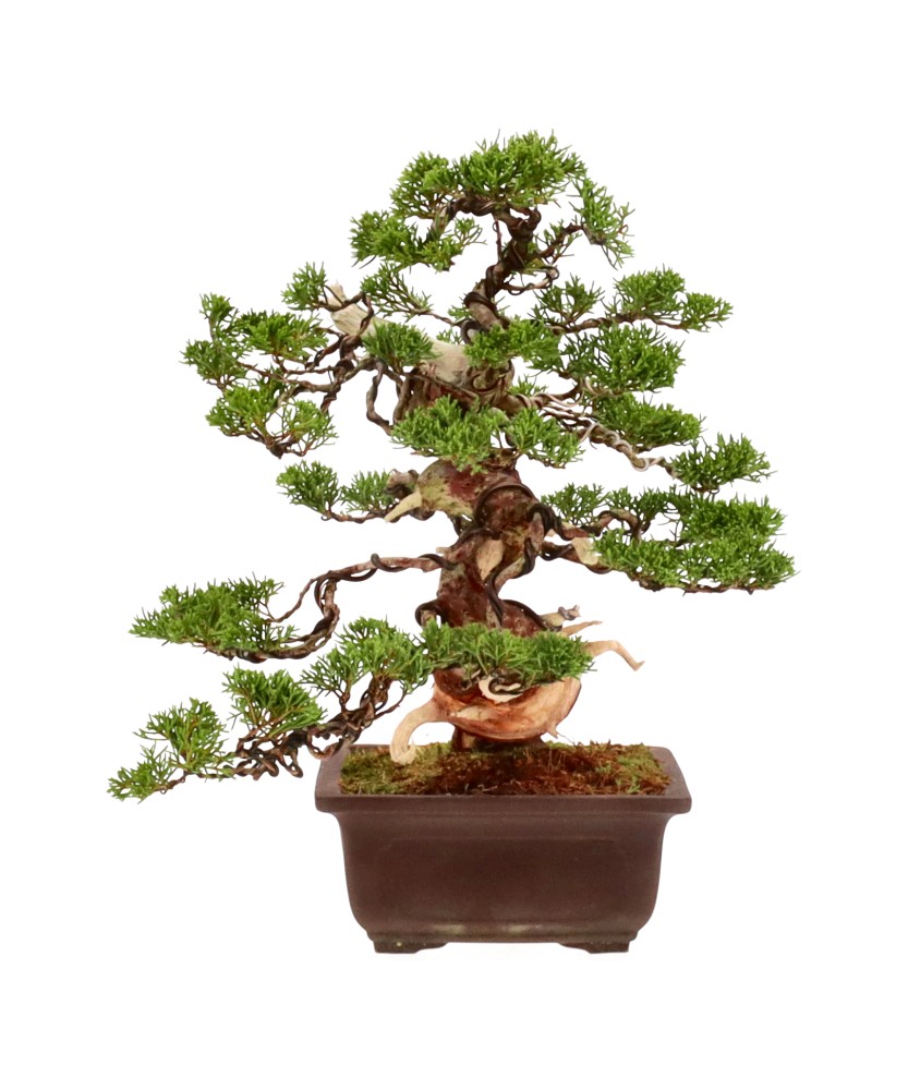 bonsai.fallbackImageTitle bonsai.fallbackImageTitle