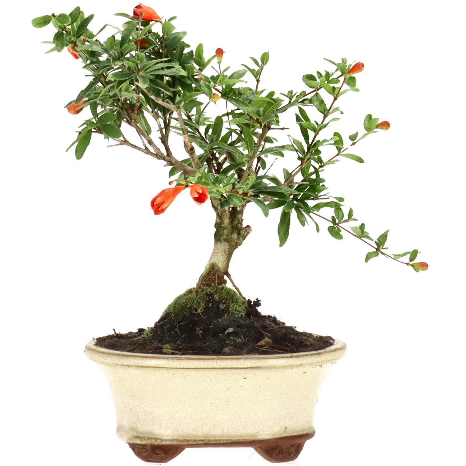 Grenadier commun, env. 7 ans (17 cm)