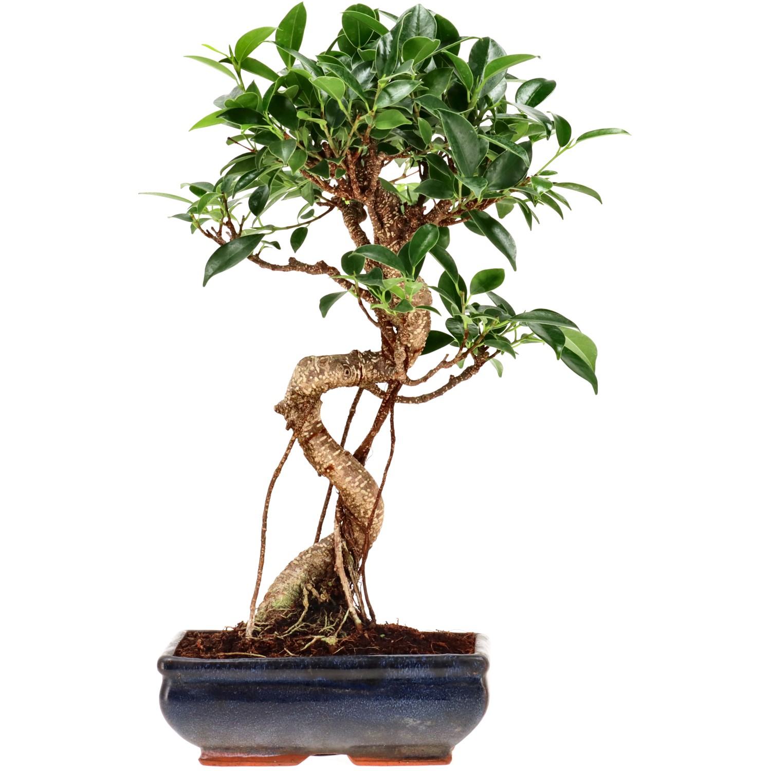 Chin. Feigenbaum (Retusa), ca. 9 J. (34 cm)