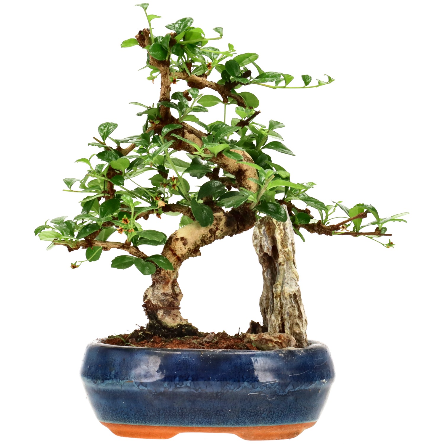 Fukientee, ca. 10 J. (19 cm)