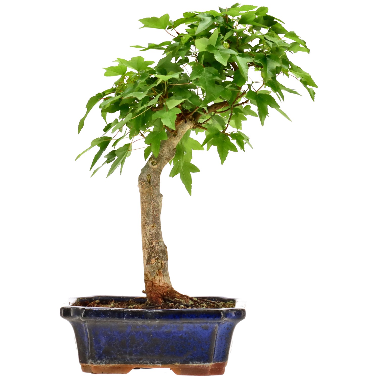 Acero tridente, ca. 9 anni (28 cm)