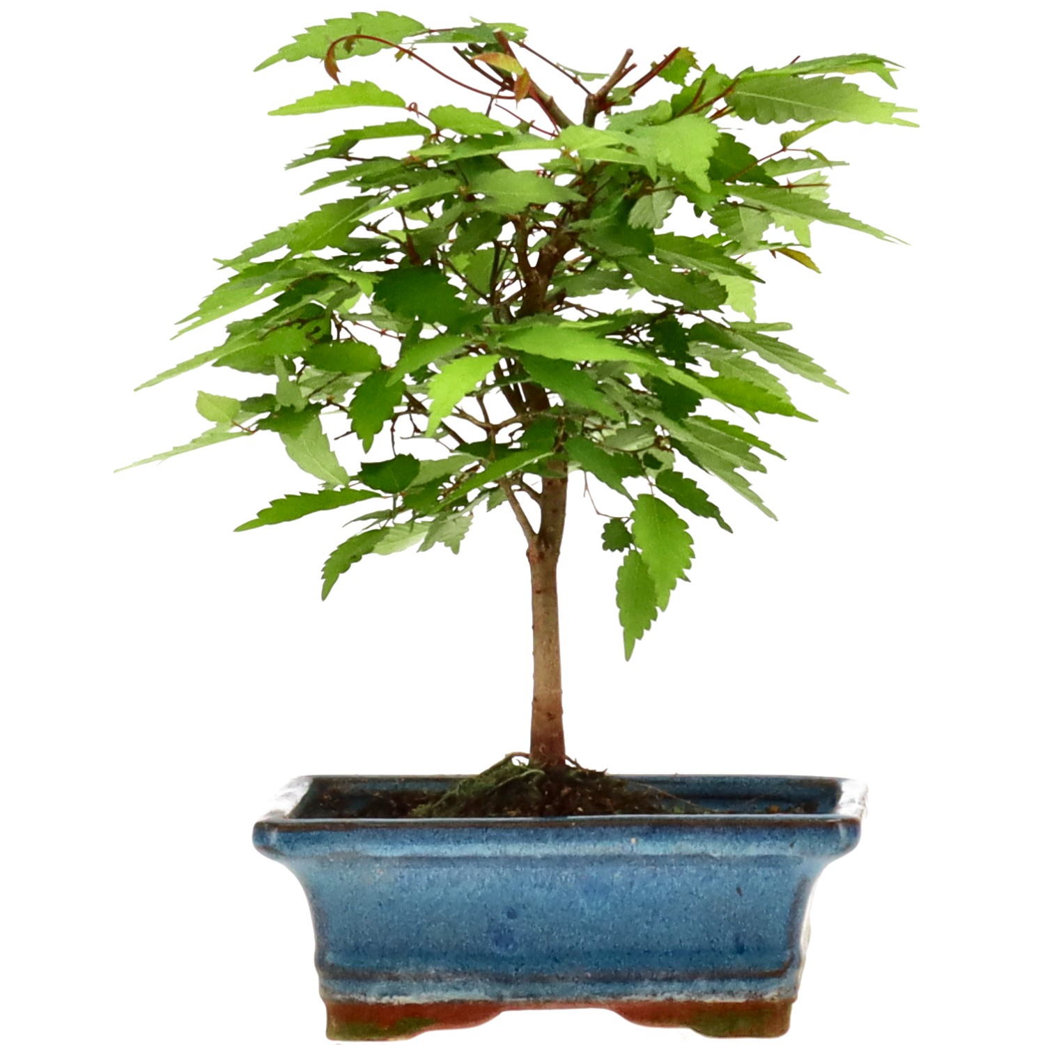 bonsai.fallbackImageTitle bonsai.fallbackImageTitle