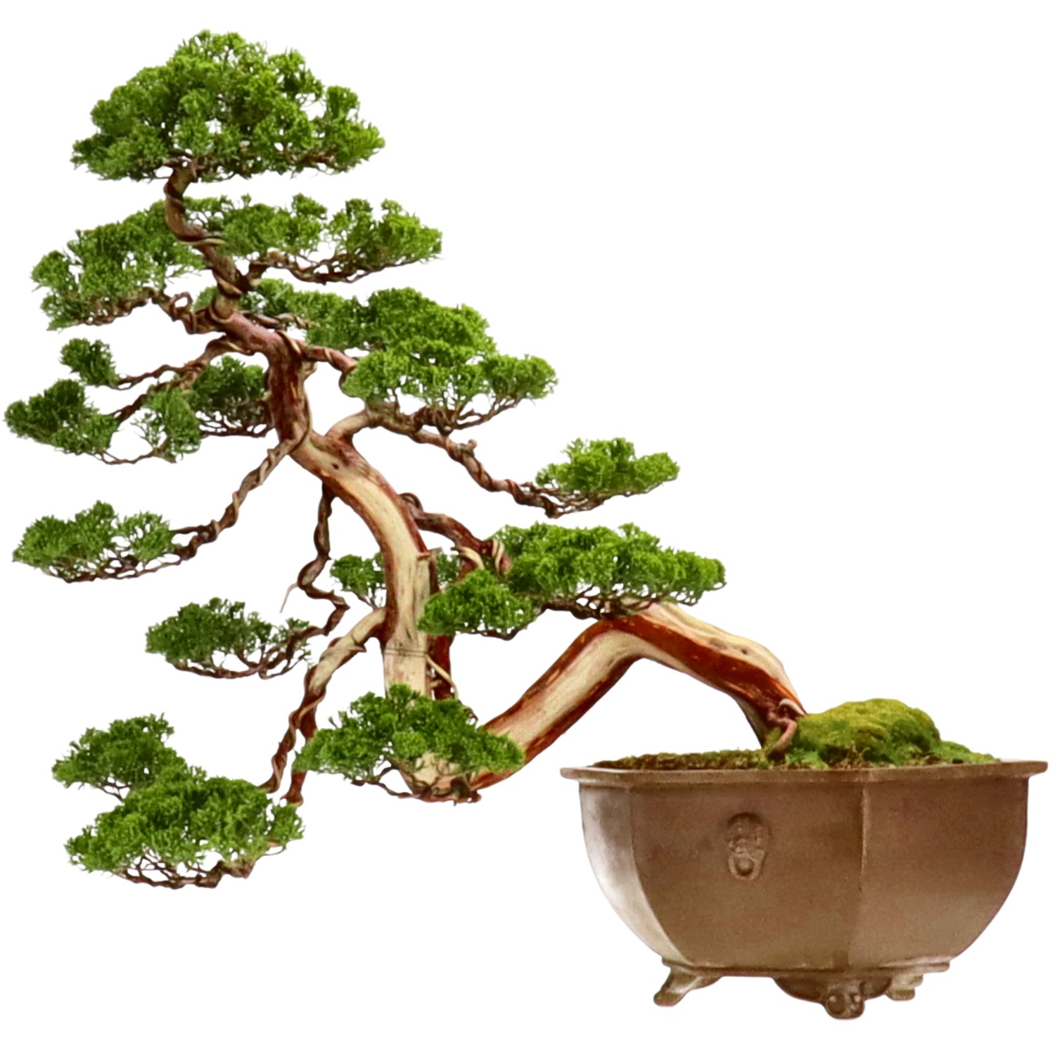 Chin. Wacholder, ca. 50 J. (54 cm)