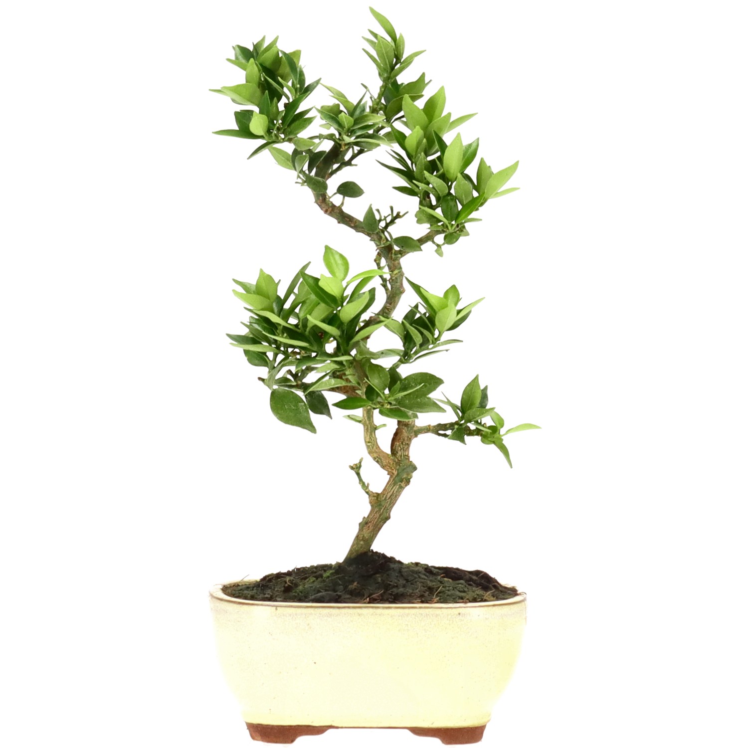 Chinotto, ca. 8 anni (28 cm)