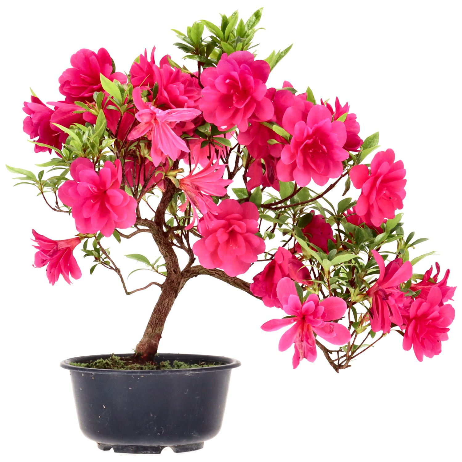 Azalée japonaise, env. 8 ans (26 cm)