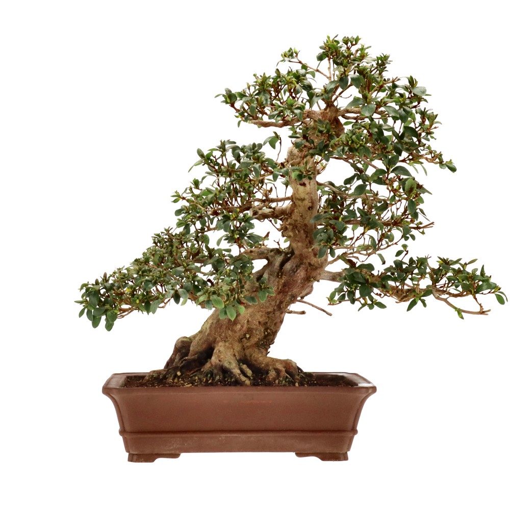 Jap. Azalee, ca. 28 J. (53 cm)