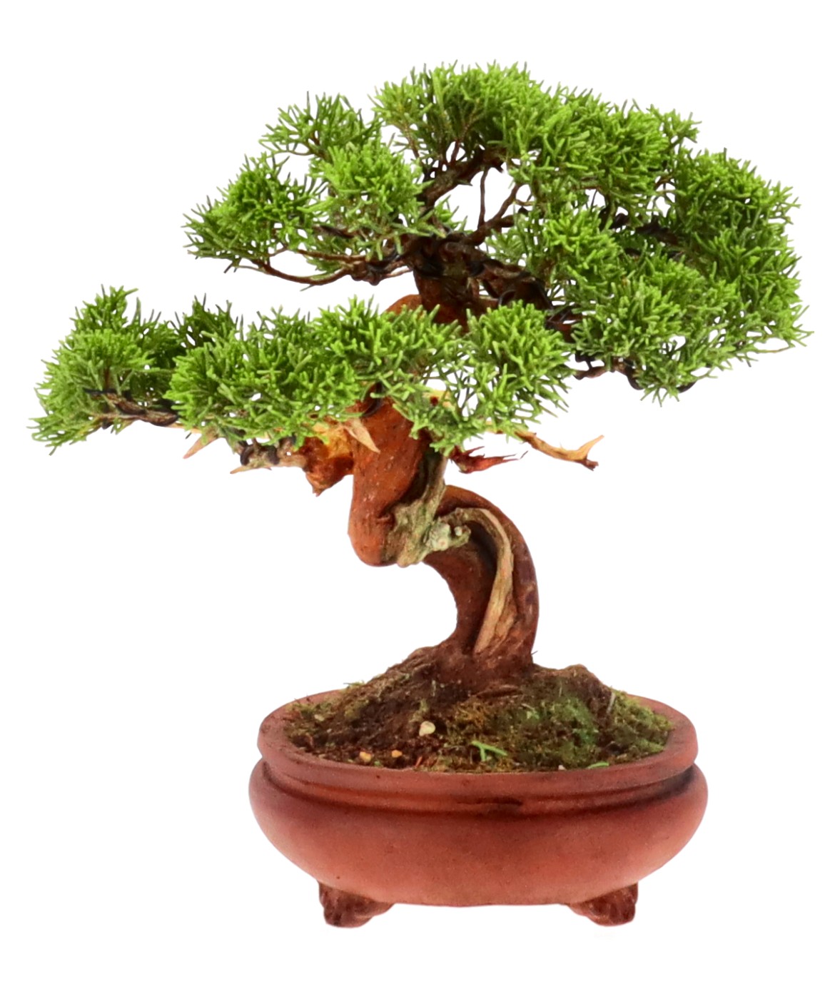 bonsai.fallbackImageTitle bonsai.fallbackImageTitle