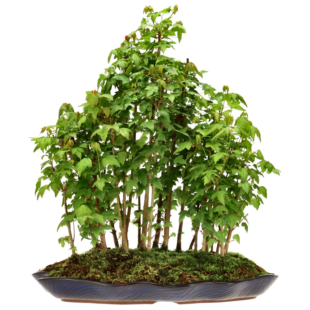 Érable trident, env. 5 ans (43 cm)