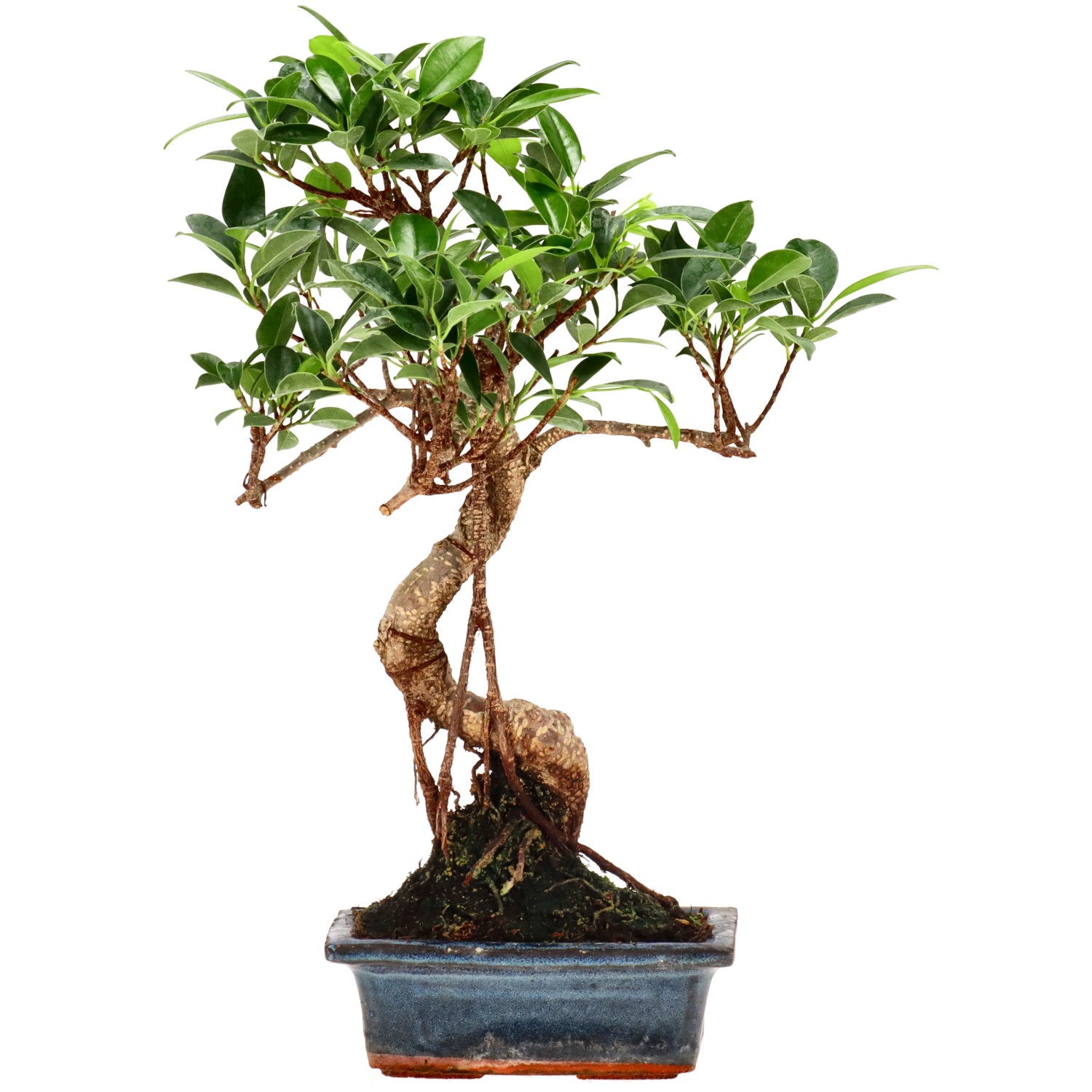 Ficus Retusa, ca. 8 anni (33 cm)