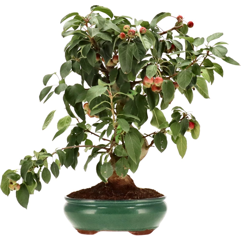 Zierapfel, ca. 17 J. (46 cm)