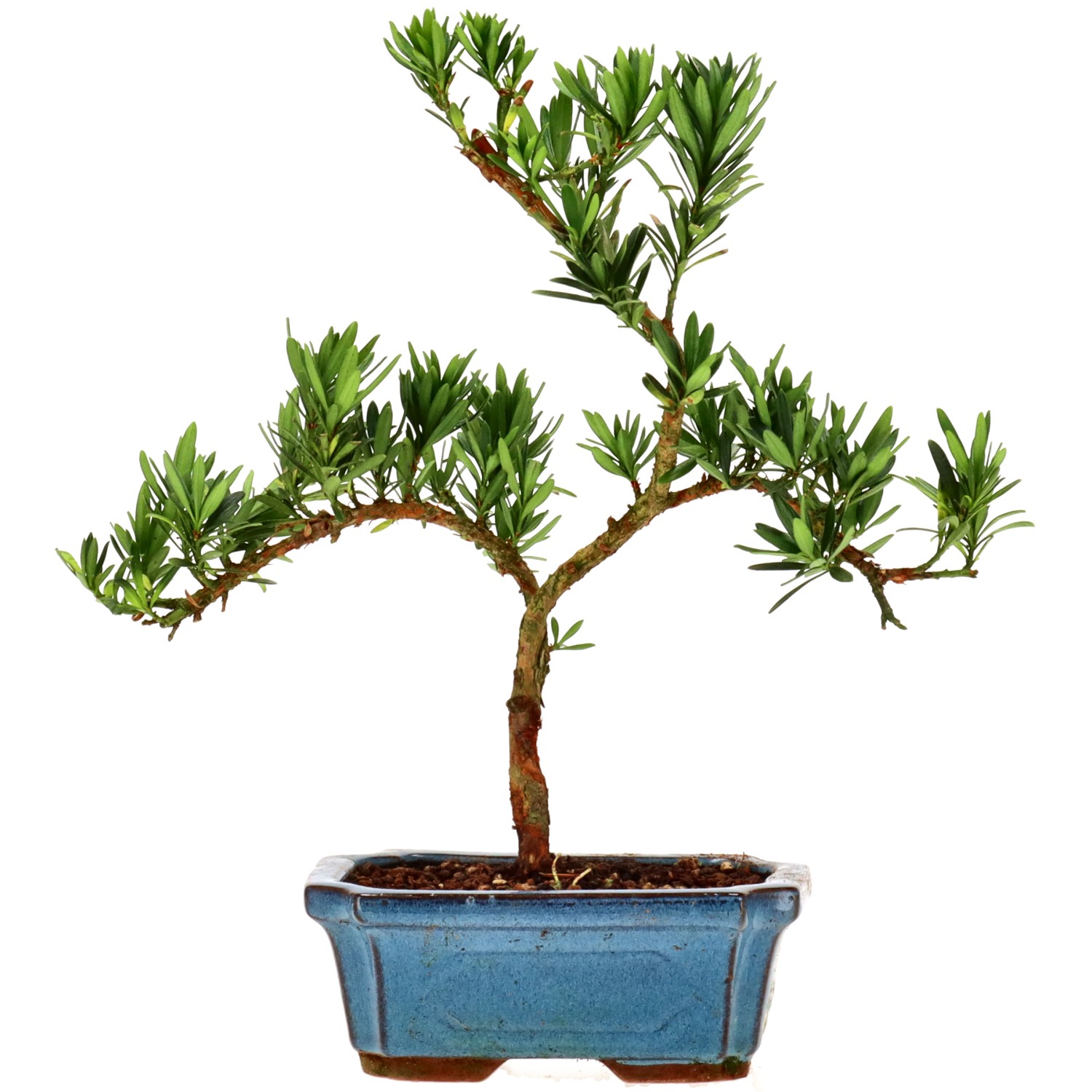 Pino cinese, ca. 7 anni (26 cm)