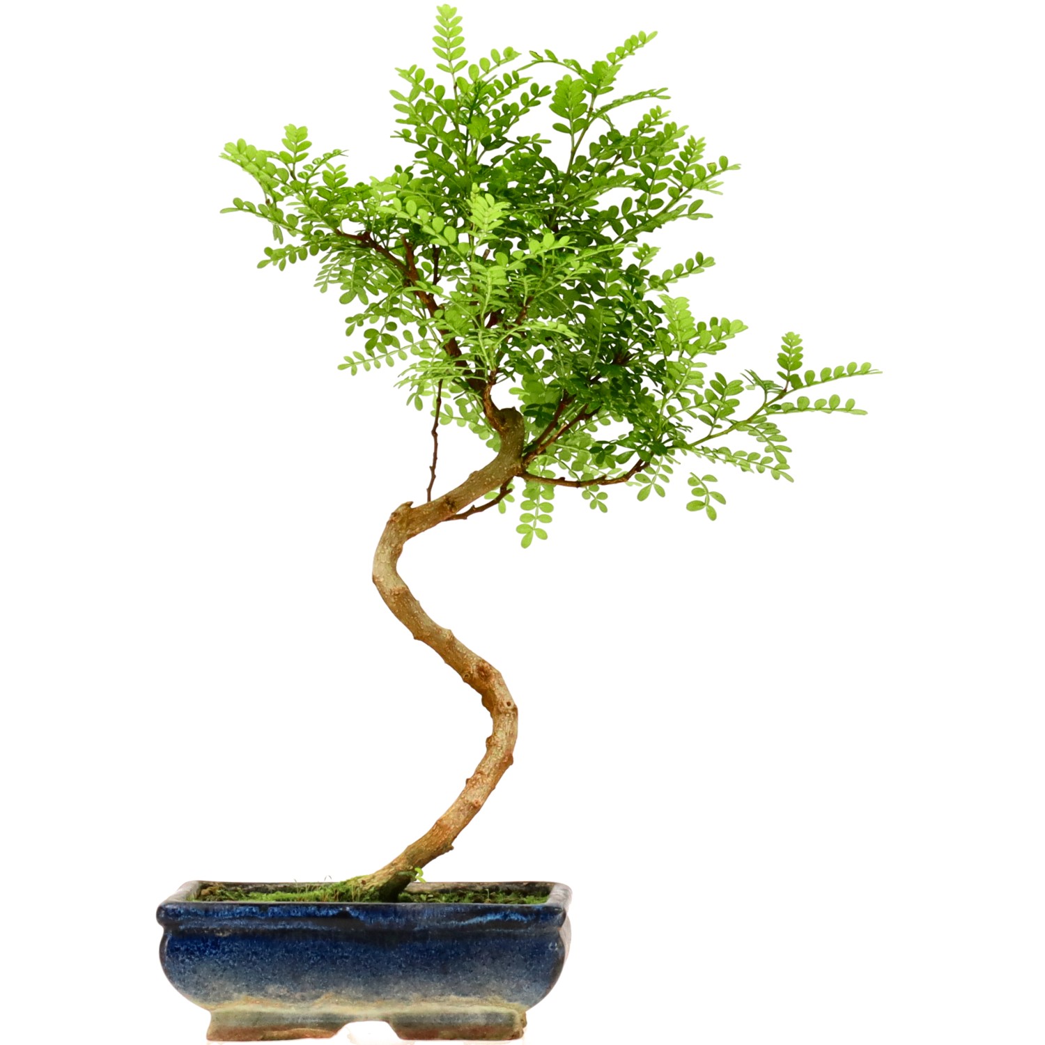 Pimienta de Sichuán, aprox. 9 años (38 cm)